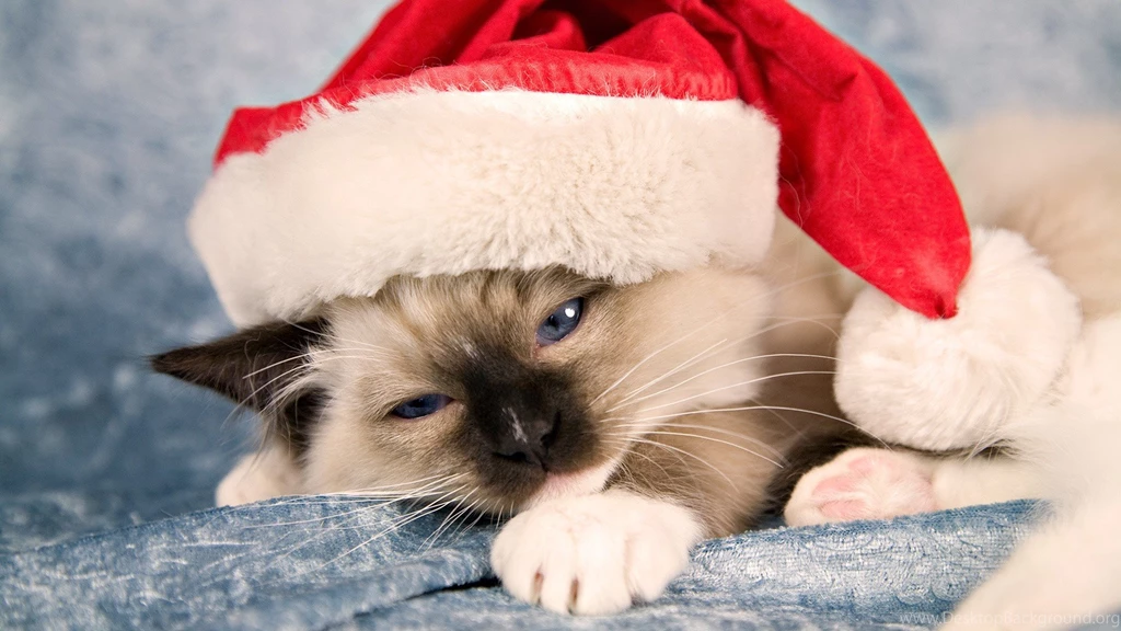 Grumpy Cat Christmas Hat Wallpaper.