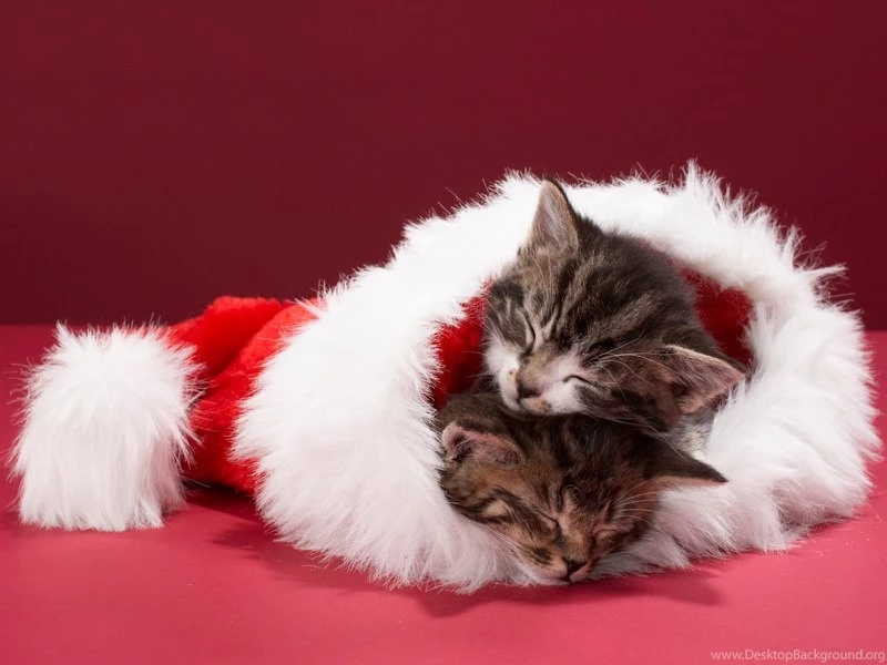 Adorable Cat Sleeping Christmas Kittens – Animals Cats HD Desktop ...
