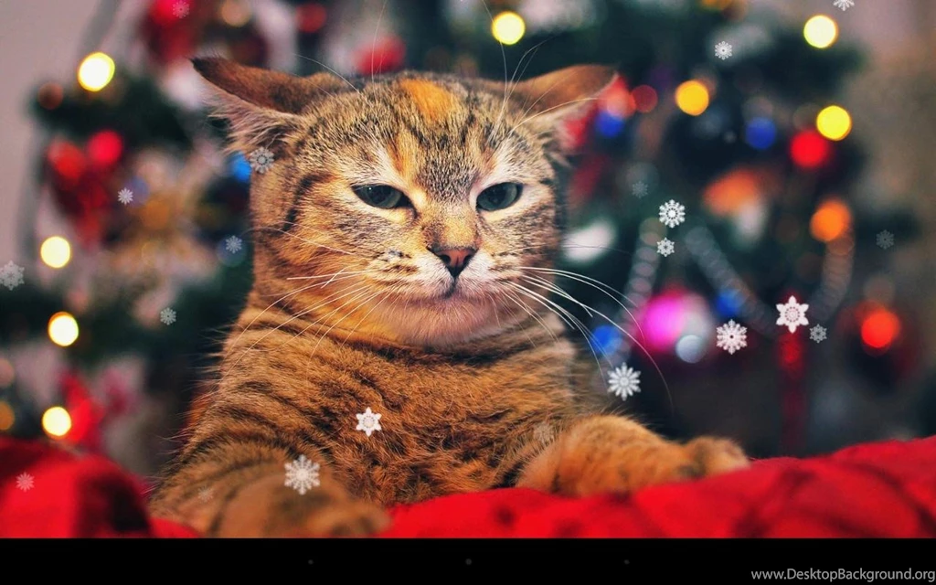 Xmas Cat Live Wallpapers Android Apps On Google Play