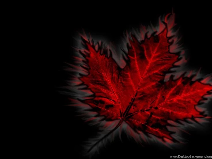 Maple Leaf Canadian Wallpapers CKA