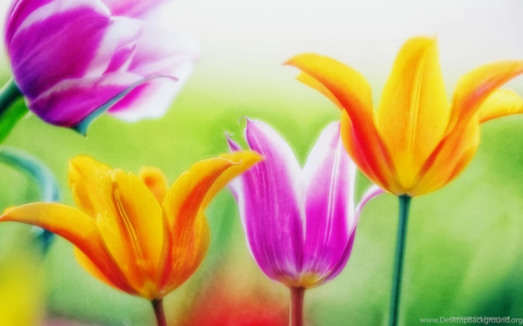 Wallpapers For Desktop Hd Flowers