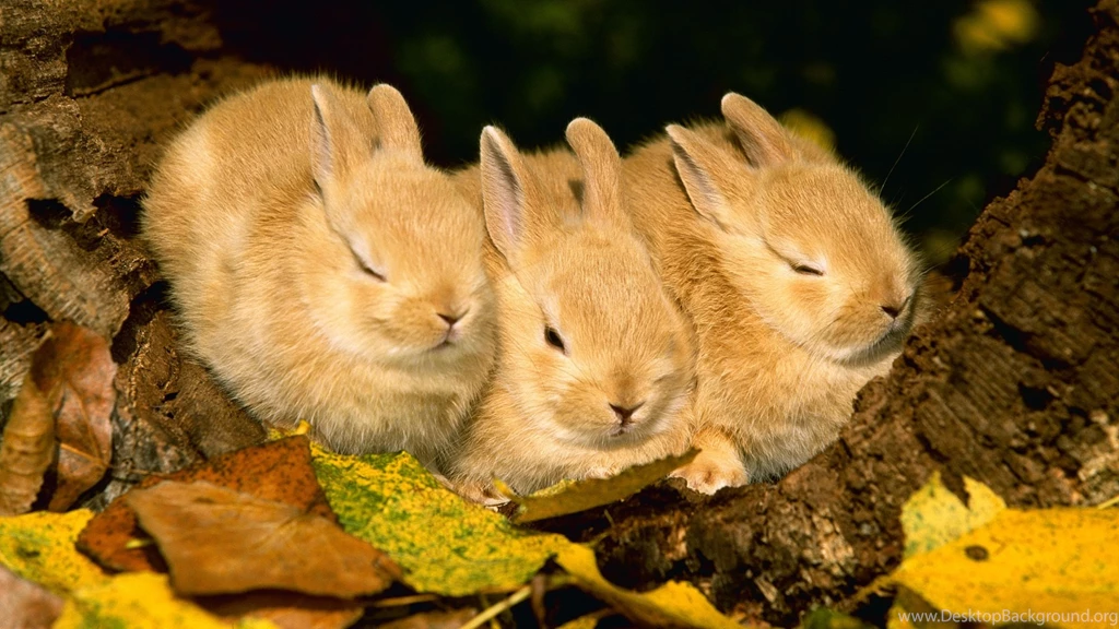 Rabbits Wallpapers, Images, Photos, Pictures & Pics