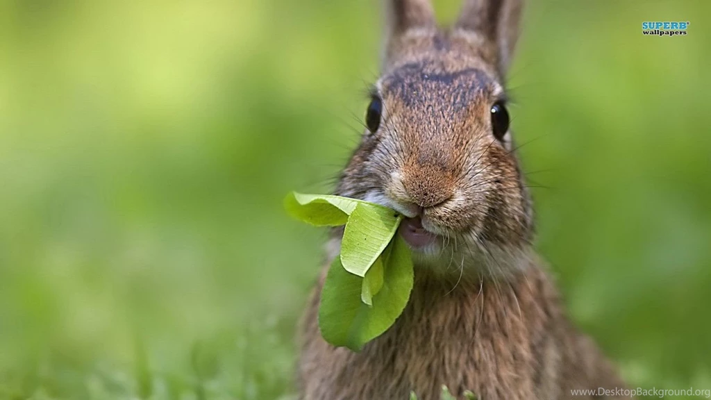 Bunny Wallpapers
