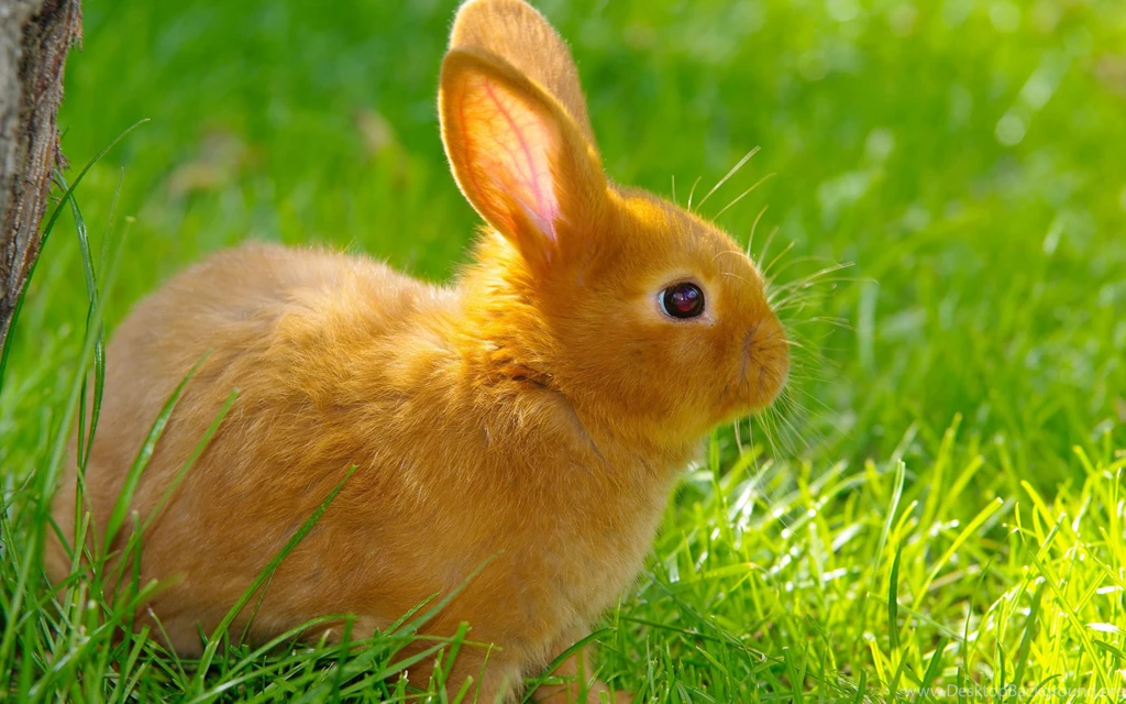Rabbits Wallpapers