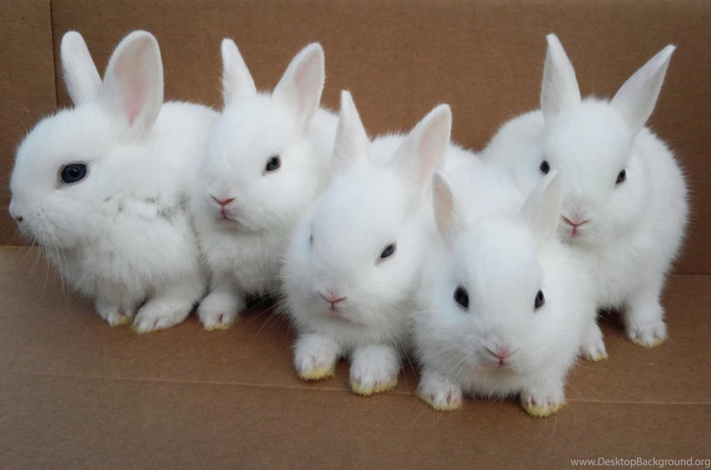 Cute Baby Rabbits Iphone Wallpapers 9874 Amazing Wallpaperz