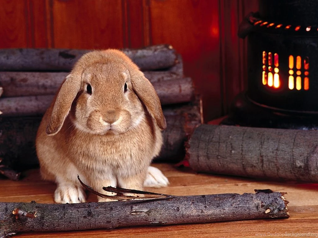 Bunny Wallpapers