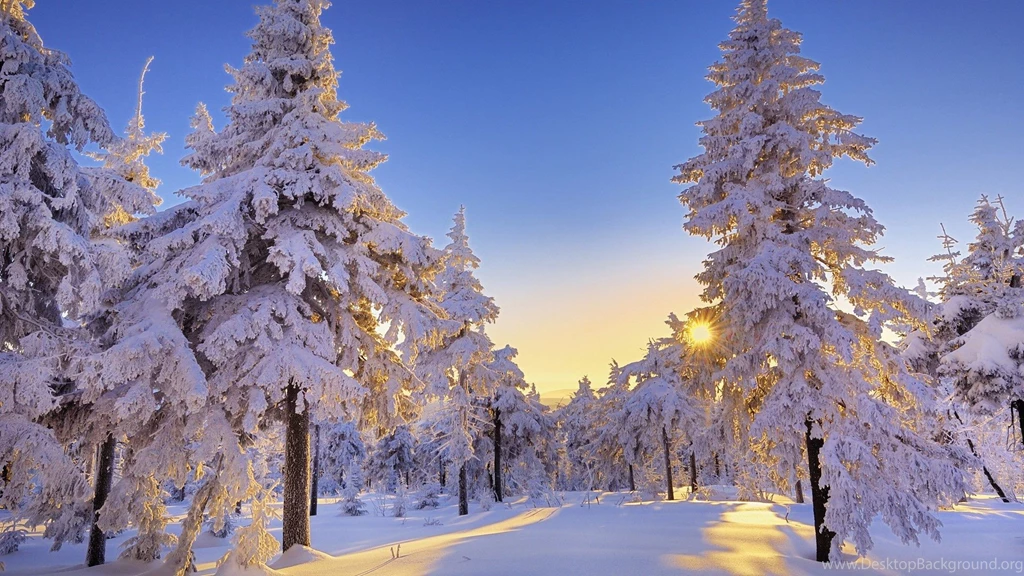 HD Pine Forest Winter Wonderland Wallpapers 1920×1080 Full Size ...