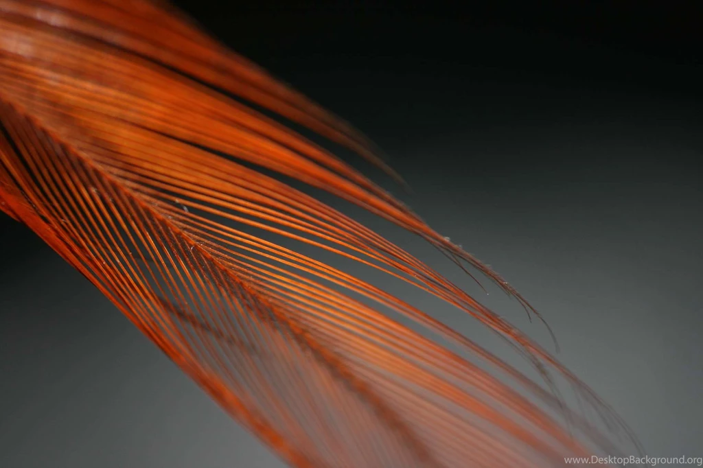 The New Wallpapers And Theme Of Ubuntu 10.10
