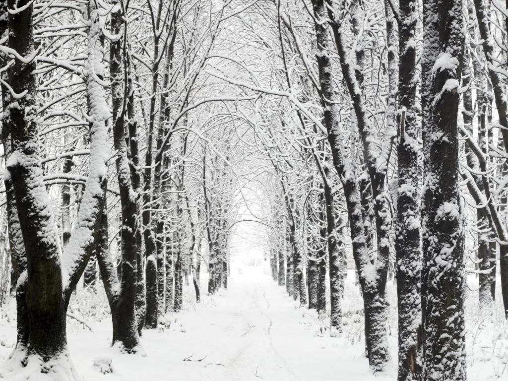 WINTER WONDERLAND WALLPAPER (