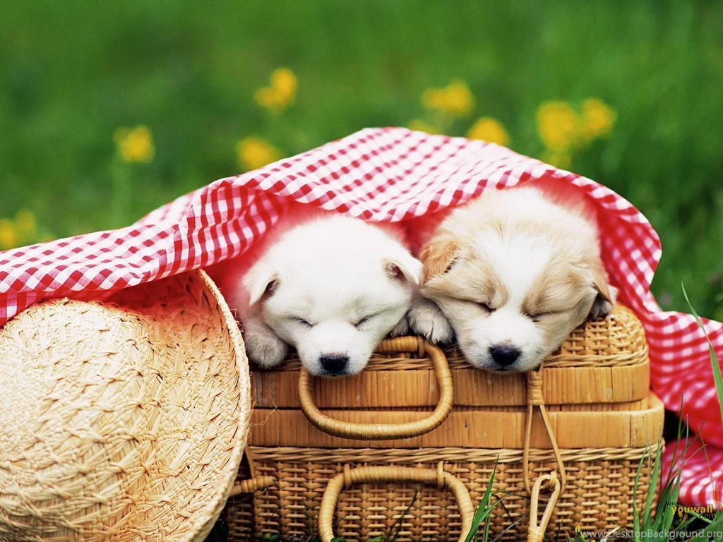 YouWall Cute Dogs Wallpapers Wallpaper,wallpapers,free ...