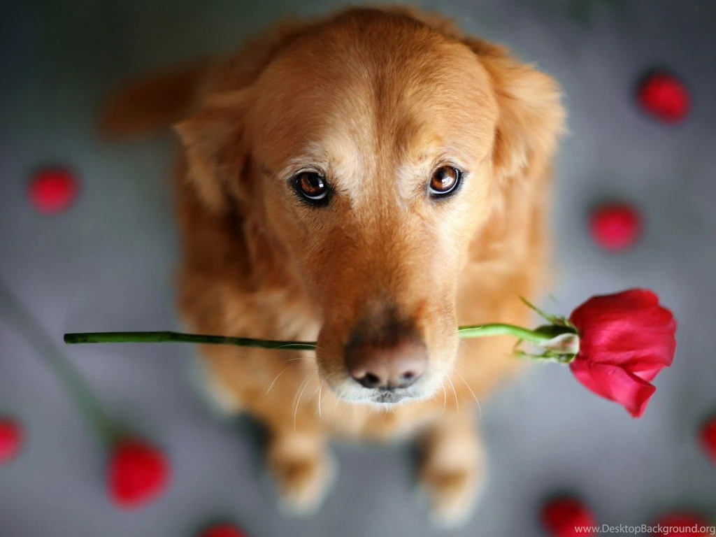 Cute Dog Dogs Wallpapers
