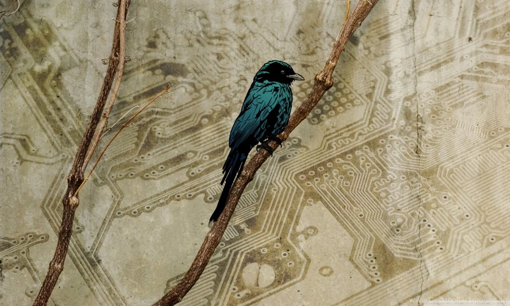 Bird Art HD Desktop Wallpapers : High Definition : Fullscreen : Mobile