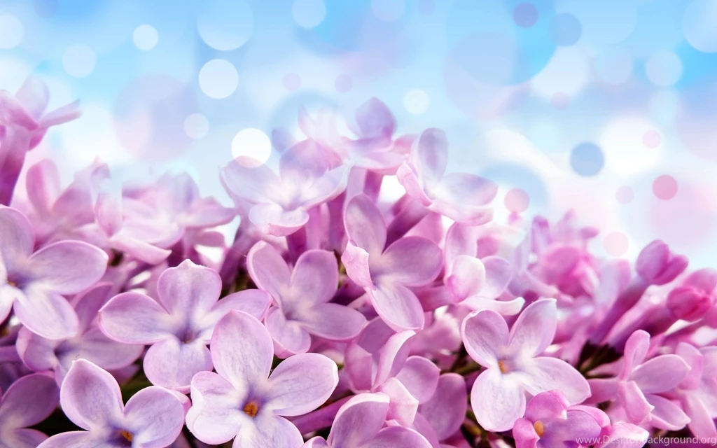 High Resolution Nature Lilac Wallpapers 1080p Full Size ...