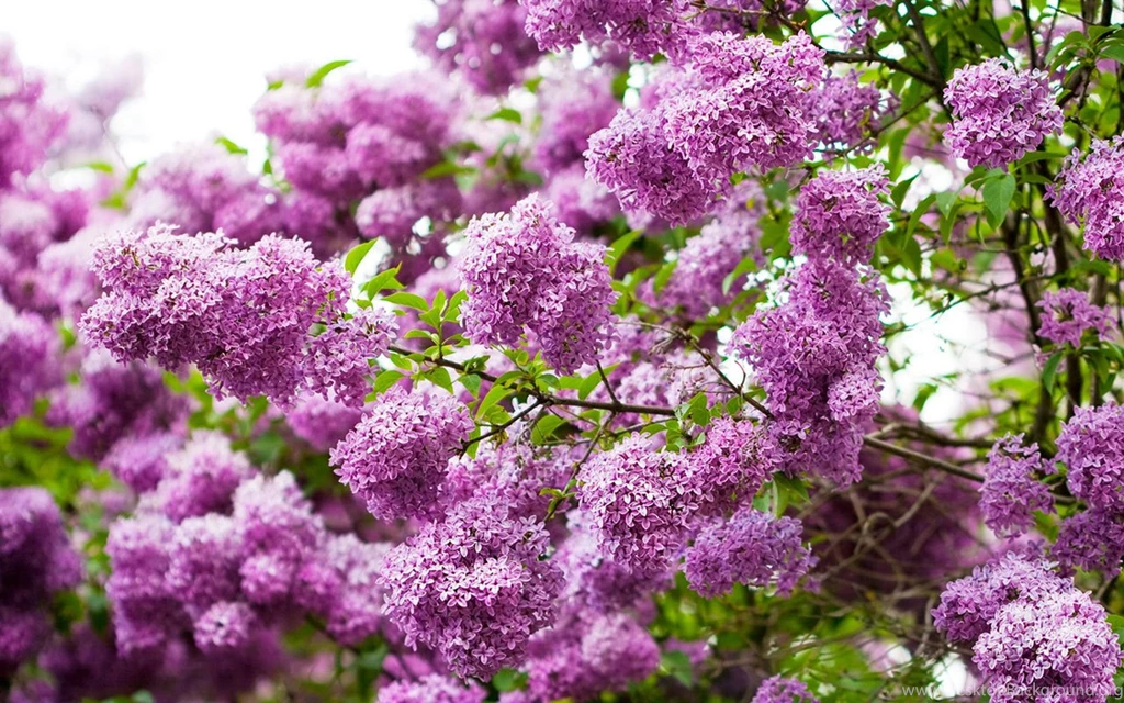 Lilac Wallpapers Collection (42+)
