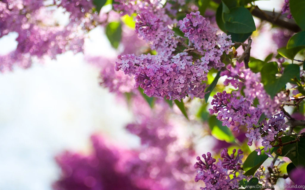 10 Beautiful HD Lilac Wallpapers HDWallSource.com