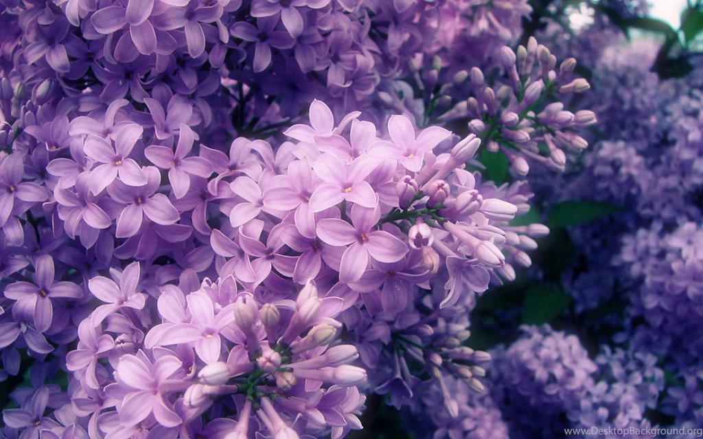 With Light Fragrance Of Lilacs HD Photography Wallpapers 7 ...