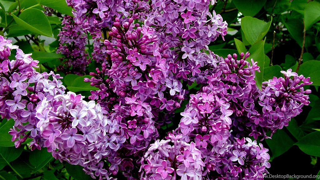 Lilac Bush Wallpaper.