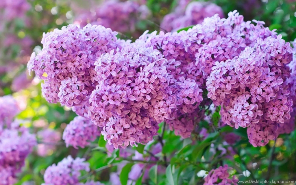 Purple Lilac Flowers Wallpaper.