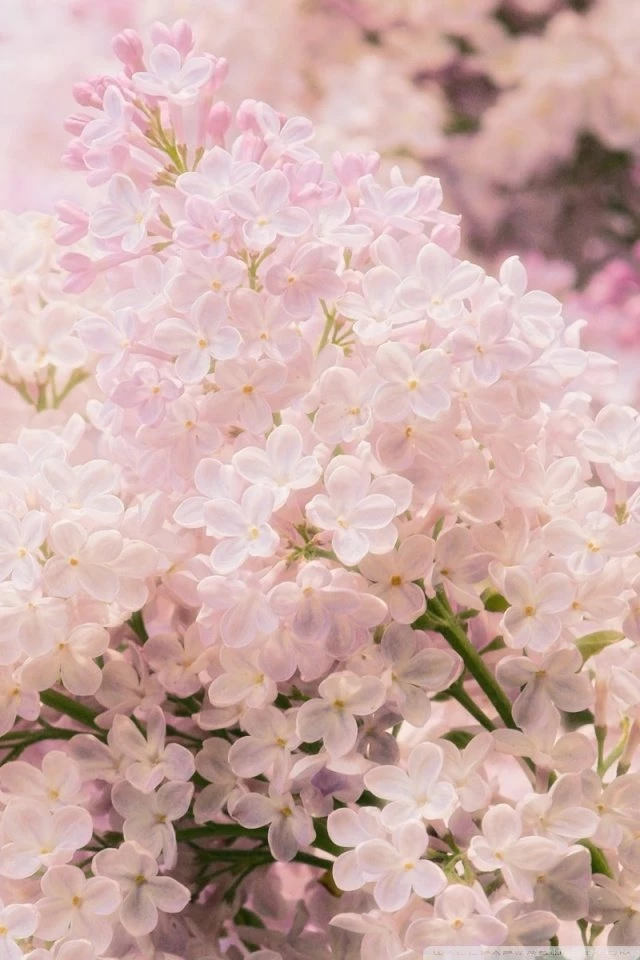 Pink Lilac HD Desktop Wallpapers : High Definition : Fullscreen ...