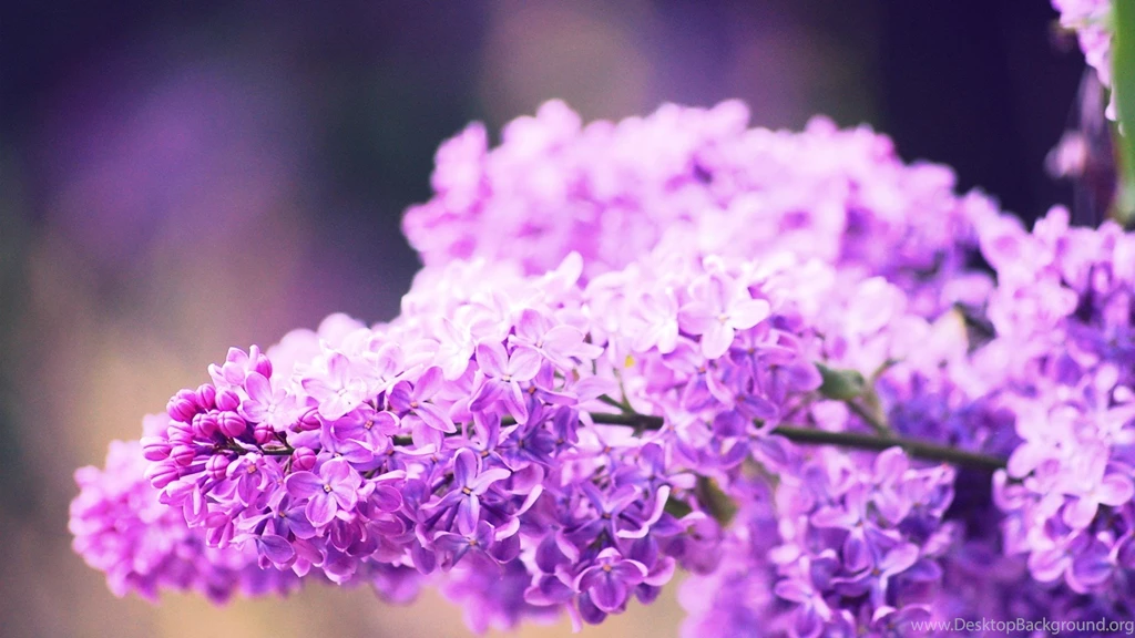 Flowers Lilac Pink Wallpapers