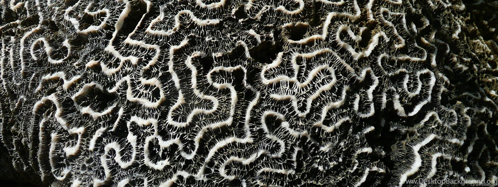 MLeWallpapers.com Black And White Coral II