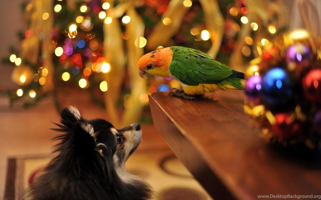 Best Friends >> HD Wallpaper, Get It Now!