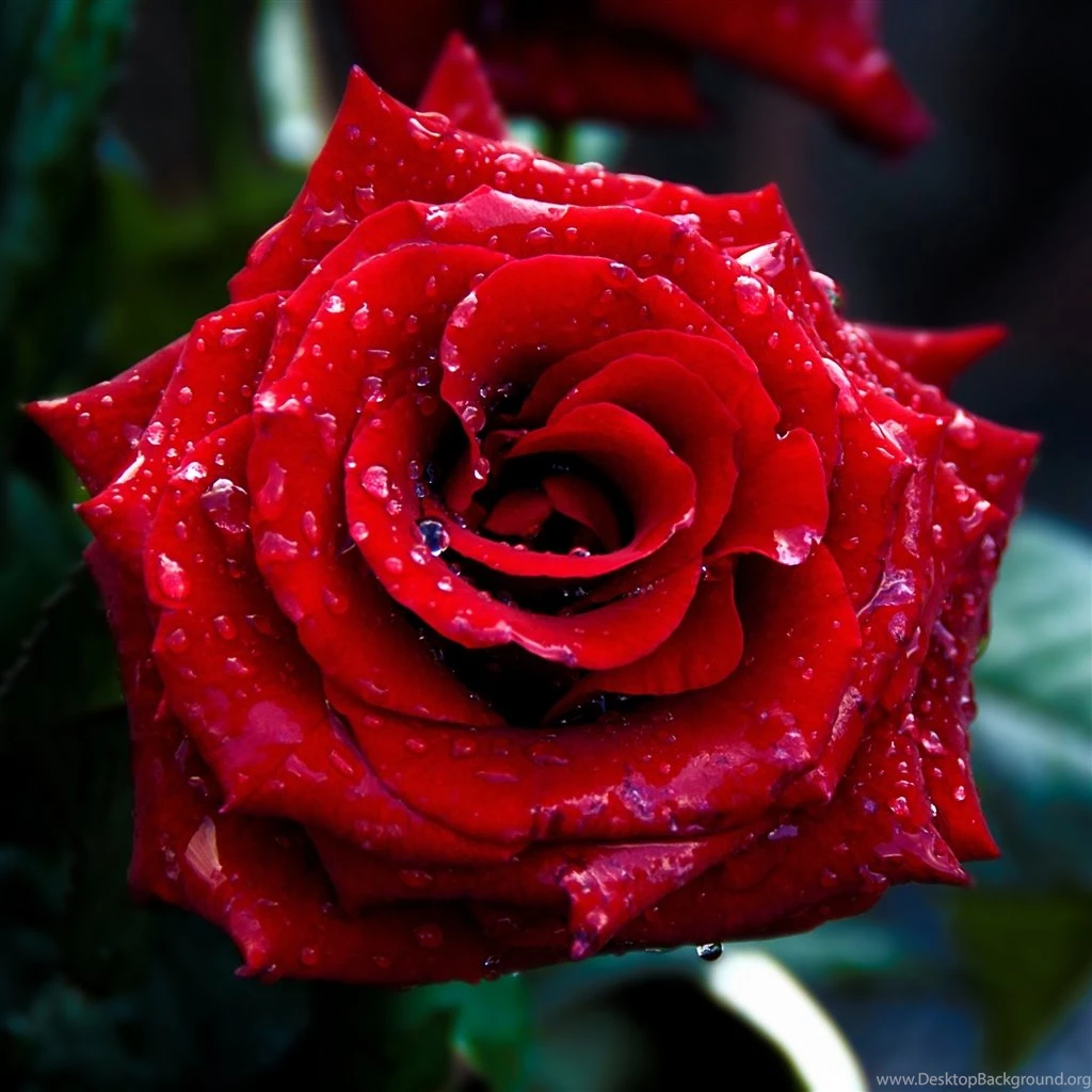 Red Rose Macro Shoot iPad Air Wallpapers Download
