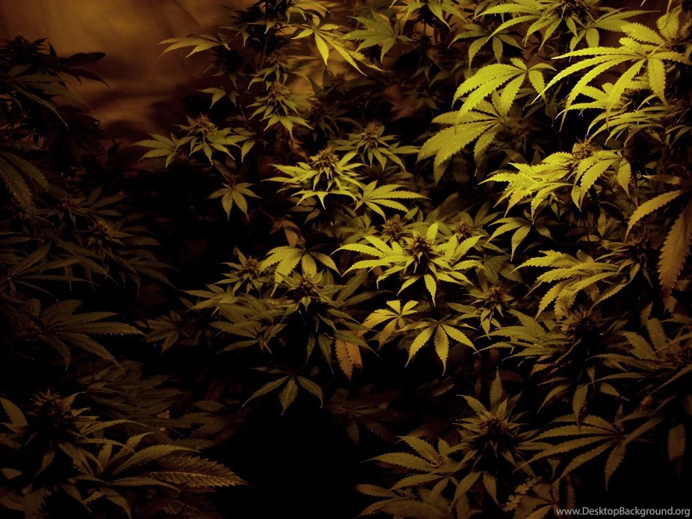 Ganja By SuKy 666 On DeviantArt