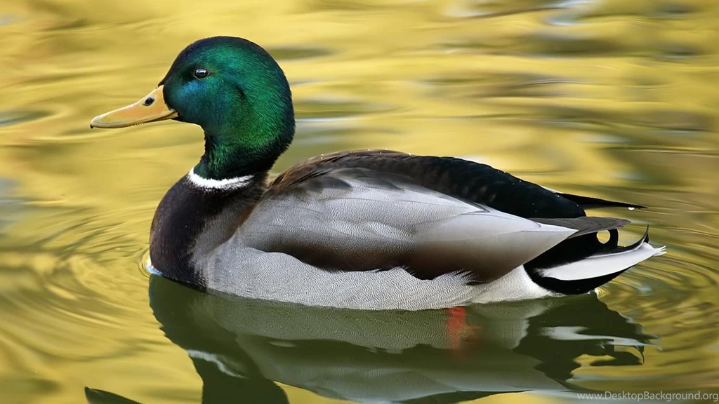 Desktop Wallpapers · Gallery · HD Notebook · Wild Duck Hd ...