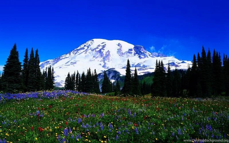 Late Winter Wallpaper,mountain HD Wallpaper,flowers HD Wallpapers ...