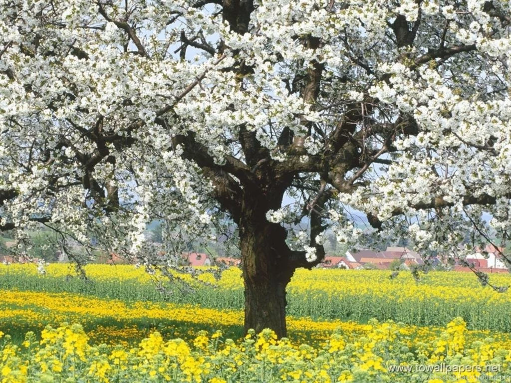 Spring Wallpapers The Wondrous Pics