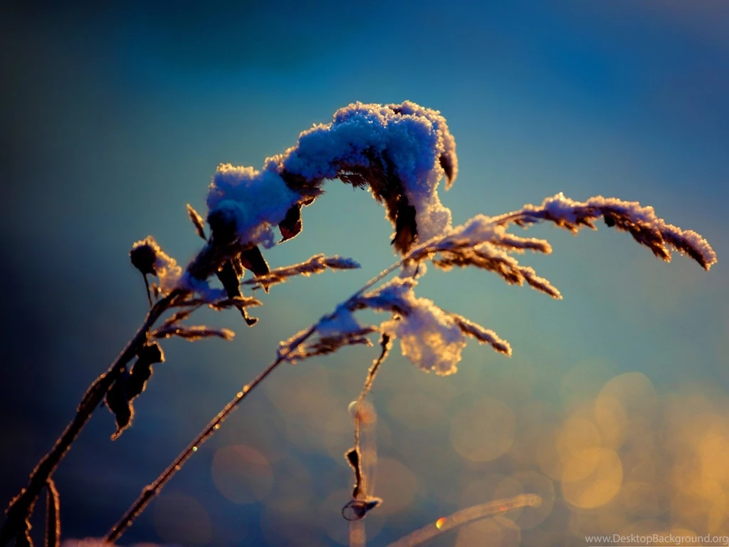 Computer Backgrounds Winter, Snowy Reeds, Be Better In The Upcoming ...