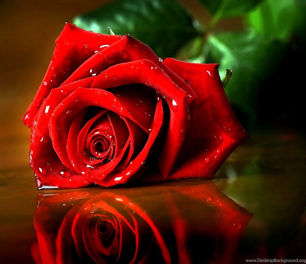 Free Download Wallpapers In Mobile Phone