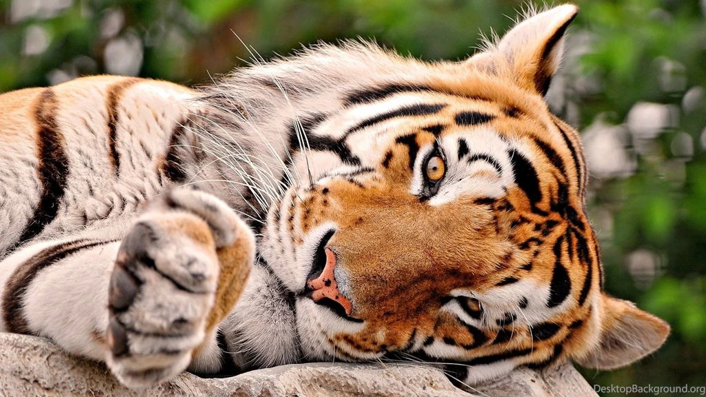 Animal Wallpapers ›› Download Tiger Hd Wallpapers