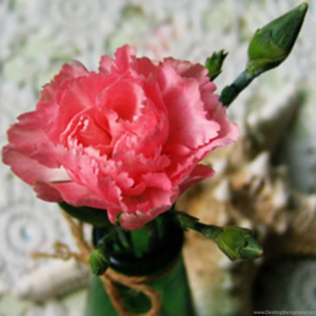 Pure Thanks To Mom Carnation Flower Macro iPad Wallpapers Download ...
