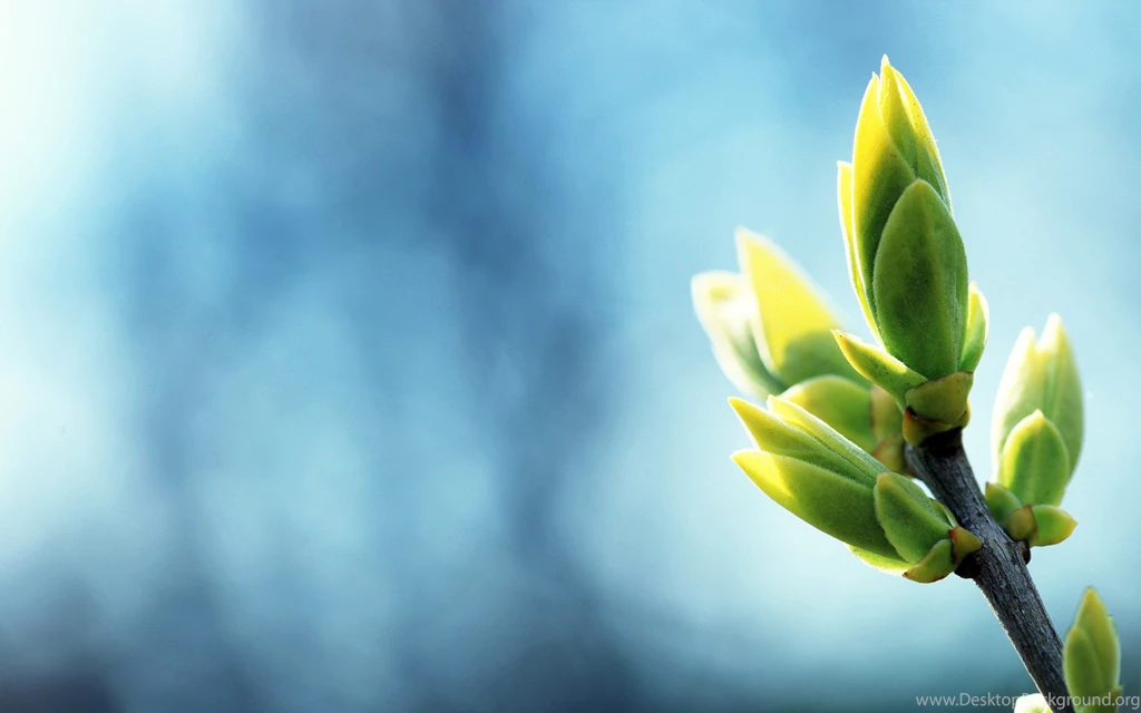 2560x1600 Spring Plants Desktop PC And Mac Wallpapers