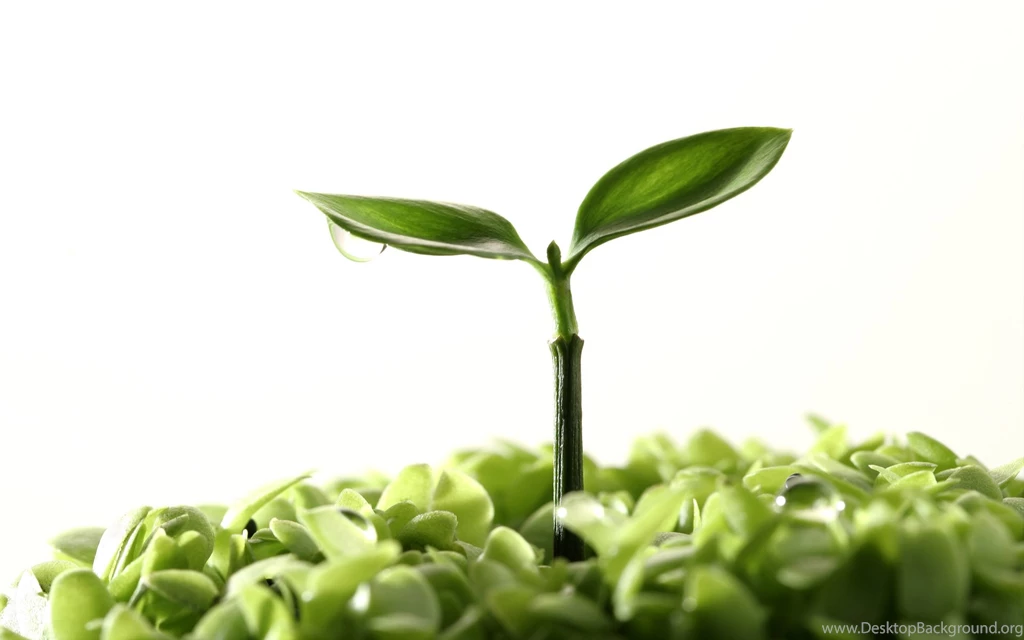 Birth, Green, Plants, Background, Wallpaper, Nature (