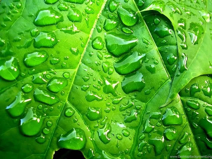 Plants & Leaves Wallpapers For Windows Vista5 Wallcoo.net