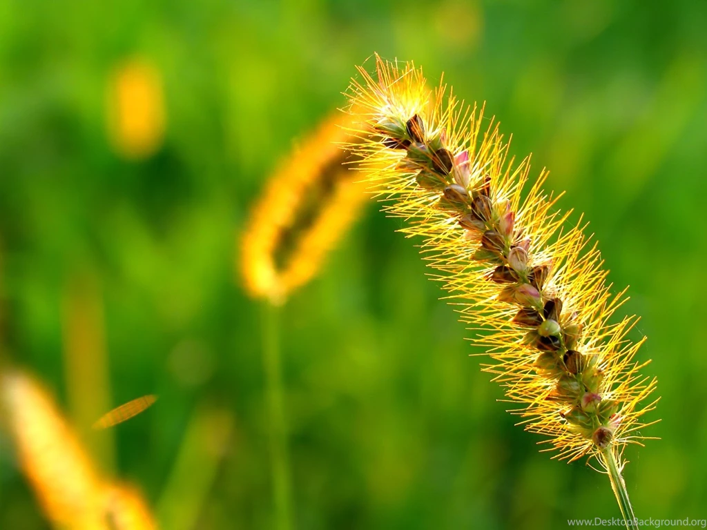 Windows Vista Wallpapers Plants And Leaves Photography 1600x1200 ...