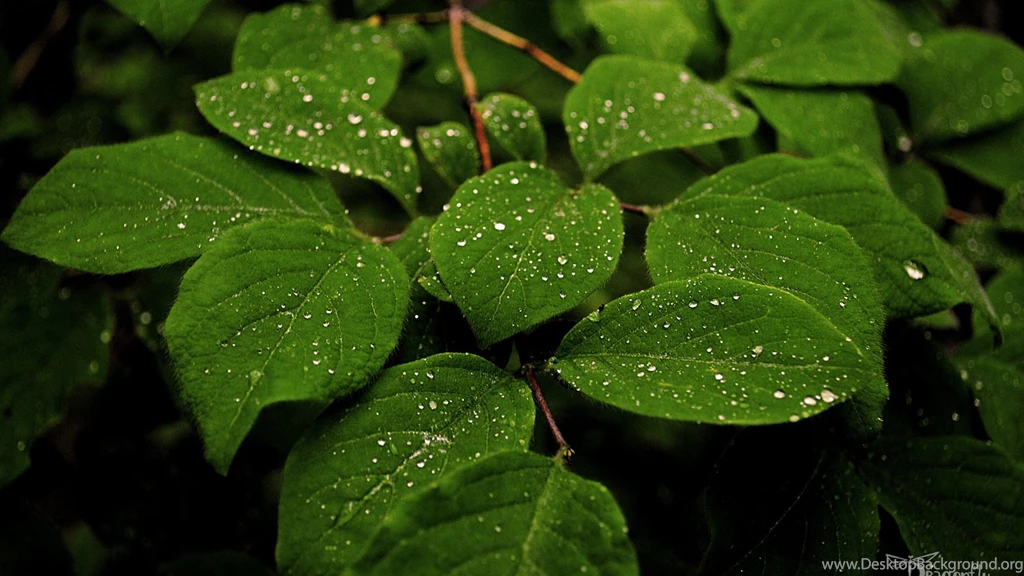 Download Leaves Plants Wallpapers 1920x1080