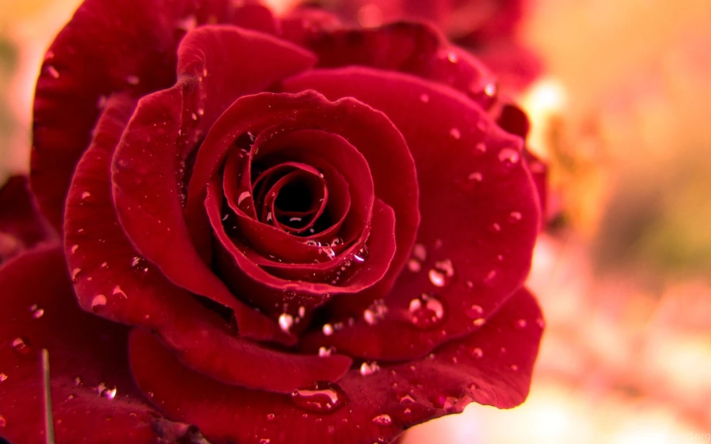 Free Wallpapers Downloads 1f0 HD Wallpapers