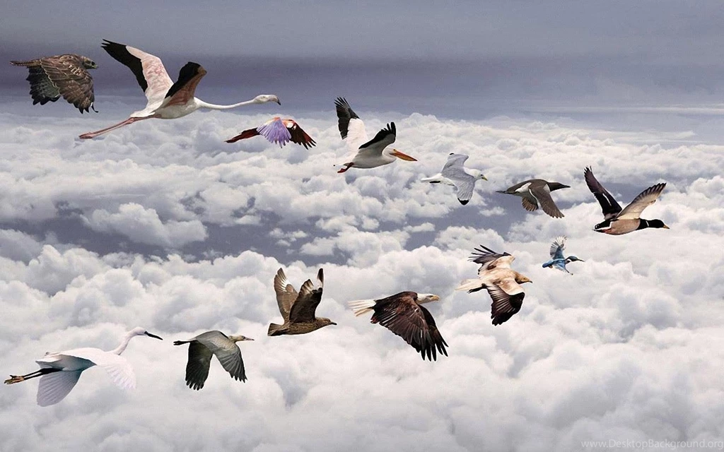 Latest Nature HD Wallpapers Free Download