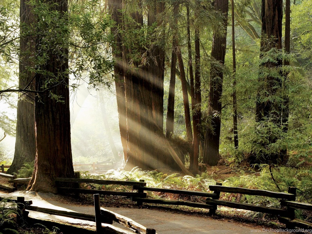 Nature Wallpapers Of Muir Woods National Monument California