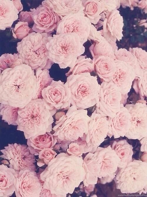 Download 670 Koleksi Background Tumblr Flower Vintage HD Terbaik