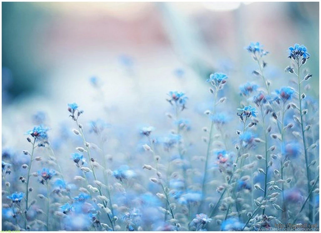 Blue Flowers Tumblr Wallpapers