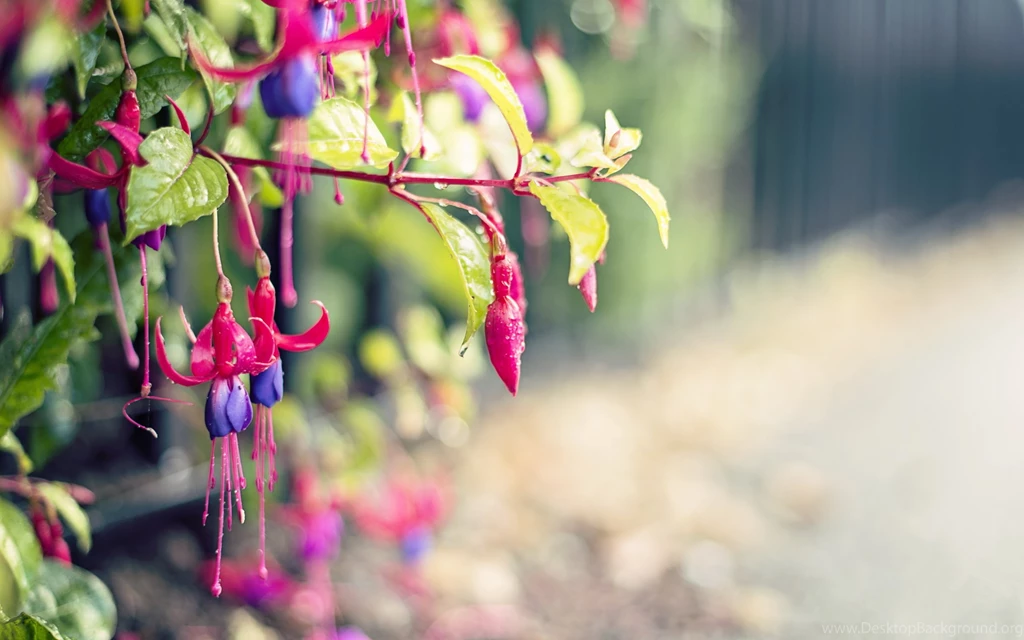 11 Fuchsia HD Wallpapers