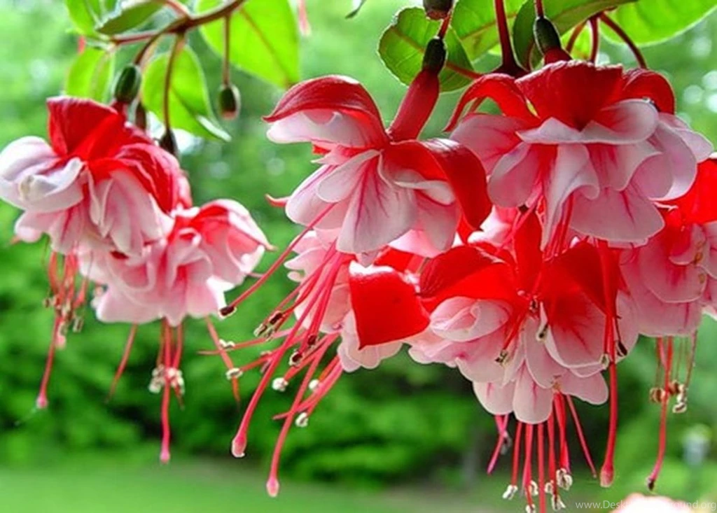 Fuchsia Free Wallpapers (7 Photos) For Your Desktop, Download Pictures