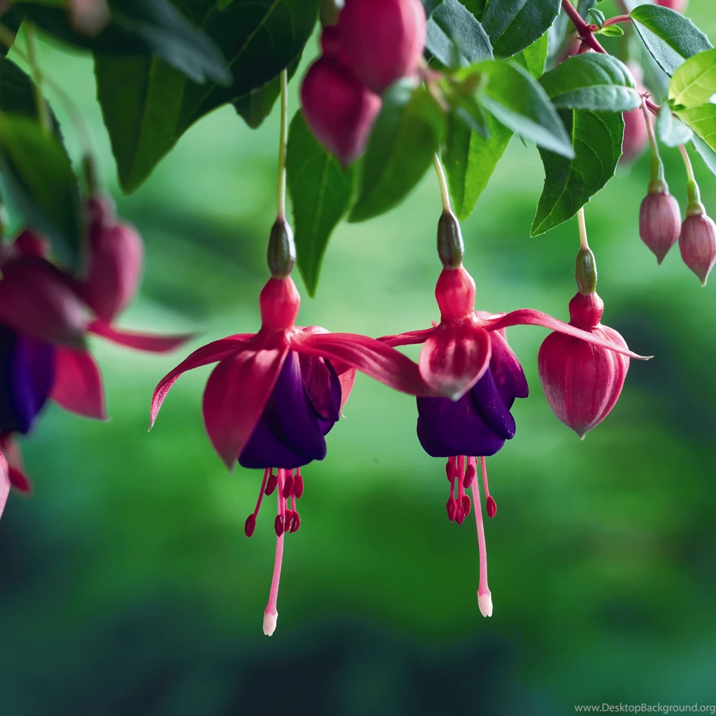 Fuchsia Flower Wallpapers Wallpaper.