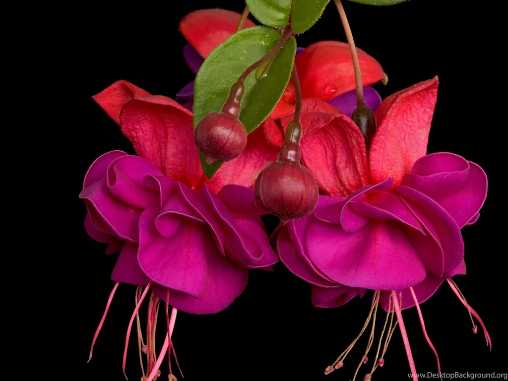 Fuchsia Free Wallpapers (7 Photos) For Your Desktop, Download Pictures