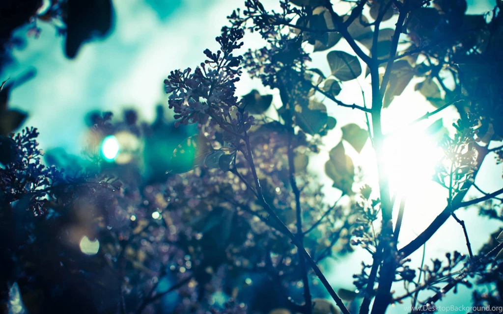 Retina MacBook Pro 15 Inch (2880X1800) Retina MacBook Pro 13 Inch ...